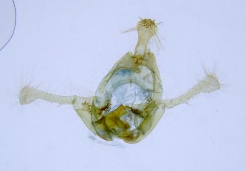 Endothenia lapideana
